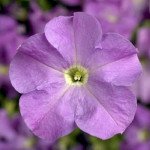 Петунія Тритунія F1 лавандова (lavender) /500 насінин (драже)/ *Syngenta*