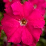 Петунія Тритунія F1 рожева (rose) /500 насінин (драже)/ *Syngenta*