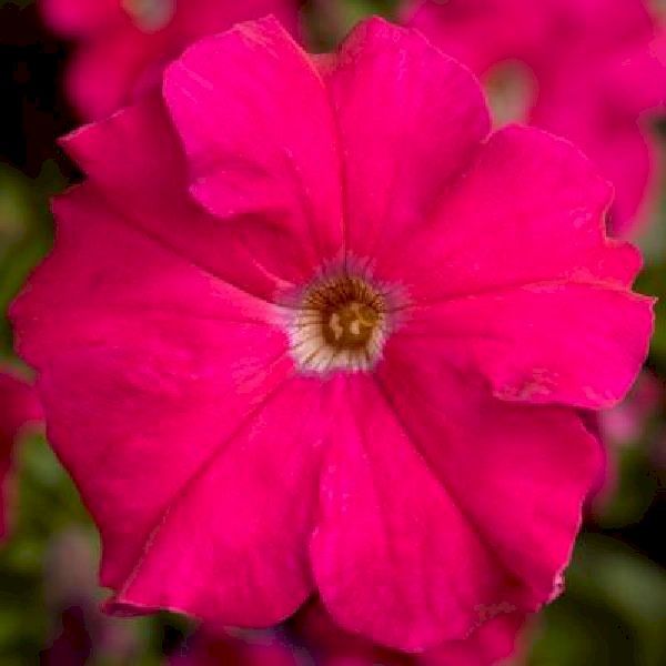 Насіння петунії Трітунія F1 рожева (rose) /500 насінин (драже)/ *Syngenta*