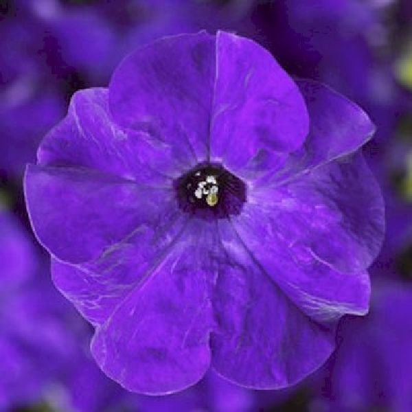 Насіння петунії Трітунія F1 синя (blue) /500 насінин (драже)/ *Syngenta*