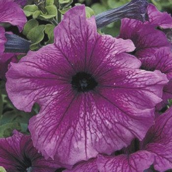 Петуния Тритуния F1 сливовая (plum) /500 семян (драже)/ *Syngenta*