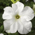 Петунія Тритунія F1 фреш вайт (fresh white) /500 насінин (драже)/ *Syngenta*