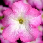 Петунія Тритунія F1 пінк морн (pink morn) /500 насінин (драже)/ *Syngenta*