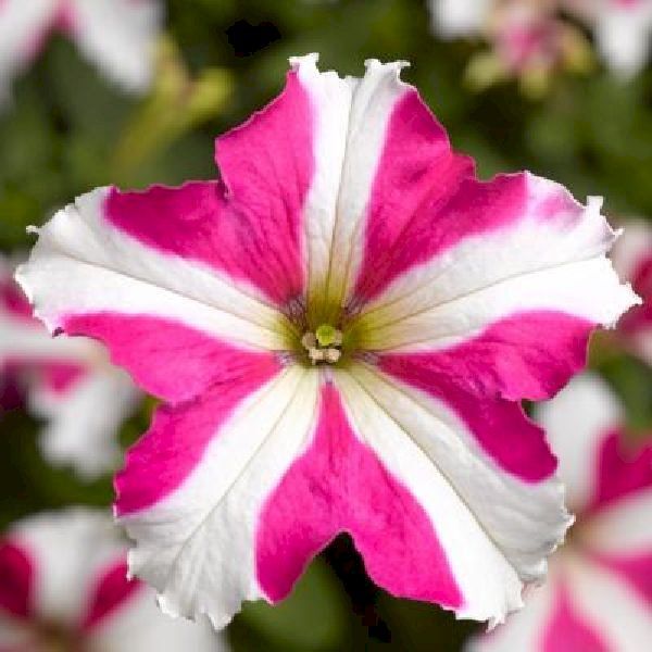 Насіння петунії Трітунія F1 рожева зірка (rose star) /500 насінин (драже)/ *Syngenta*