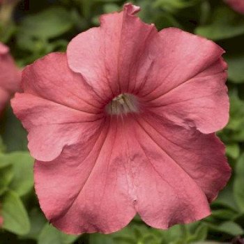 Петунія Трітунія F1 лососева (salmon) /500 насінин (драже)/ *Syngenta*