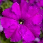 Петунія Тритунія F1 фіолетова (violet) /500 насінин (драже)/ *Syngenta*