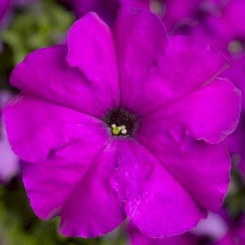 Петуния Тритуния F1 фиолетовая (violet) /500 семян (драже)/ *Syngenta*