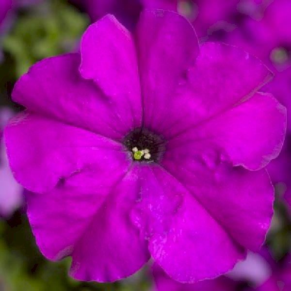 Насіння петунії Трітунія F1 фіолетова (violet) /500 насінин (драже)/ *Syngenta*