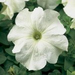 Петуния Тритуния F1 белая (white) /500 семян (драже)/ *Syngenta*