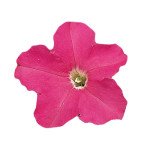 Петунія Фалкон F1 рожева (rose) /1.000 насінин (драже)/ *Sakata*