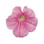 Петунія Фалкон F1 пінк (pink) /1.000 насінин (драже)/ *Sakata*