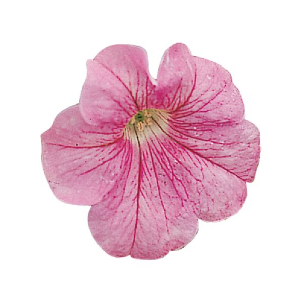 Насіння петунії Фалкон F1 пінк (pink) /1.000 насінин (драже)/ *Sakata*