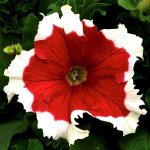 Петунія Фрост F1 червона (red) /500 насінин (драже)/ *Syngenta*