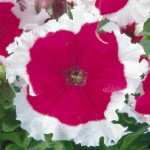 Петунія Фрост F1 черрі (сherry) /500 насінин (драже)/ *Syngenta*