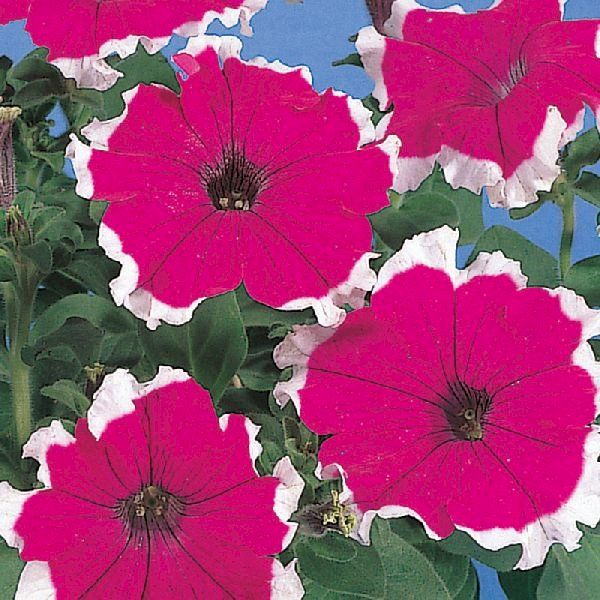 Насіння петунії Хулахуп F1 вельвет (velvet) /500 насінин (драже)/ *Sakata*