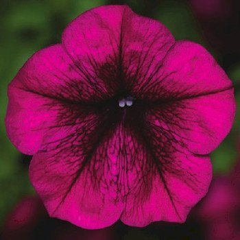 Петуния Фотофиниш F1 бургунди (burgundy) /50 семян (драже)/ *Syngenta*