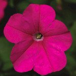 Петунія Фотофініш F1 пінк (pink) /50 насінин (драже)/ *Syngenta*