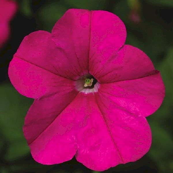 Семена петунии Фотофиниш F1 пинк (pink) /50 семян (драже)/ *Syngenta*