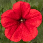 Петунія Фотофініш F1 червона (red) /100 насінин (драже)/ *Syngenta*