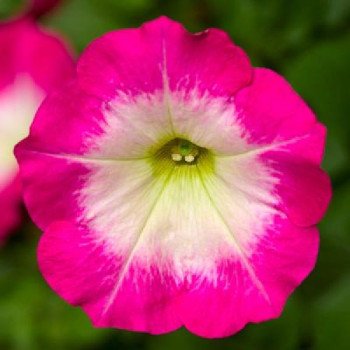 Петуния Фотофиниш F1 розовое утро (rose morn) /50 семян (драже)/ *Syngenta*