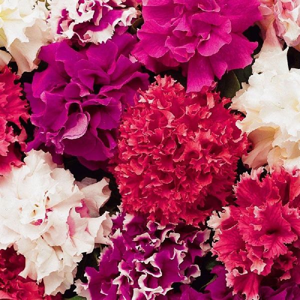 Насіння петунії Глорія F1 суміш (mix) /200 насінин (драже)/ *Pan American*