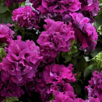 Петуния Каскад F1 бургунди (burgundy) /500 семян (драже)/ *Pan American*