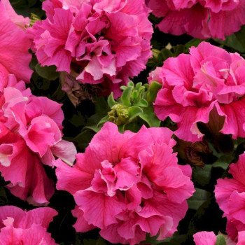 Петуния Каскад F1 малиновая (pink) /500 семян (драже)/ *Pan American*