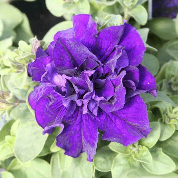 Насіння петунії Каскад F1 синя (blue) /500 насінин (драже)/ *Pan American*