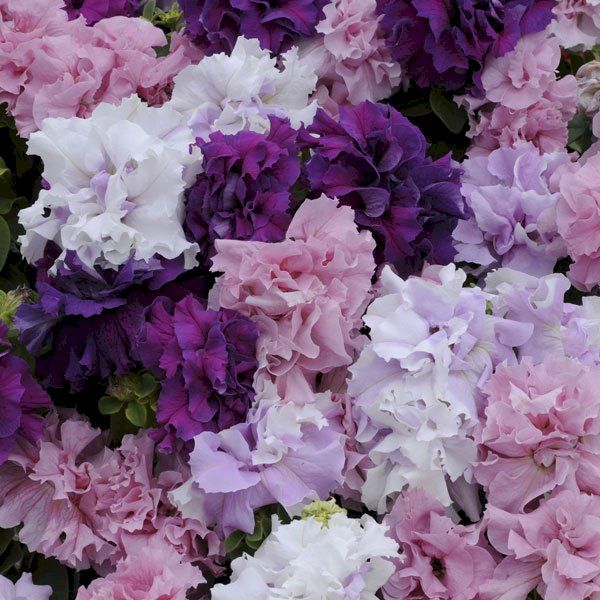 Насіння петунії Каскад F1 суміш (mix) /500 насінин (драже)/ *Pan American*