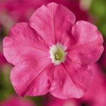 Петуния Пикобелла F1 малиновая (pink) /200 семян (драже)/ *Syngenta*