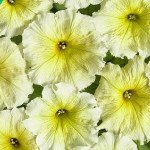 Петуния Береника F1 /500 семян (драже)/ *Cerny*