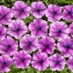 Петунія Бригітта F1 /500 насінин/ *Cerny*