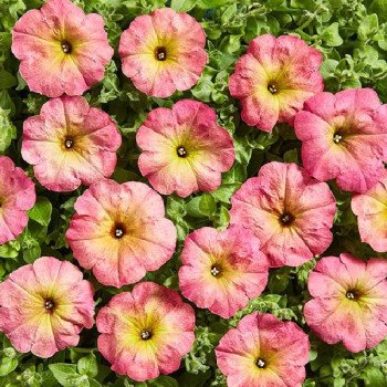 Петуния Зора F1 /500 семян (драже)/ *Cerny*