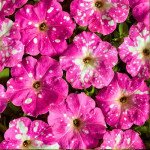 Петунія Дот Стар F1 рожева (rose) /200 насінин (драже)/ *Cerny*