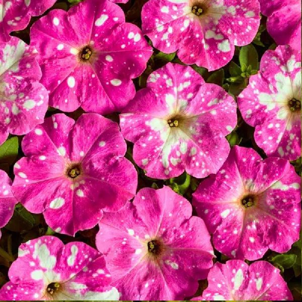 Насіння петунії Дот Стар F1 рожева (rose) /200 насінин (драже)/ *Cerny*
