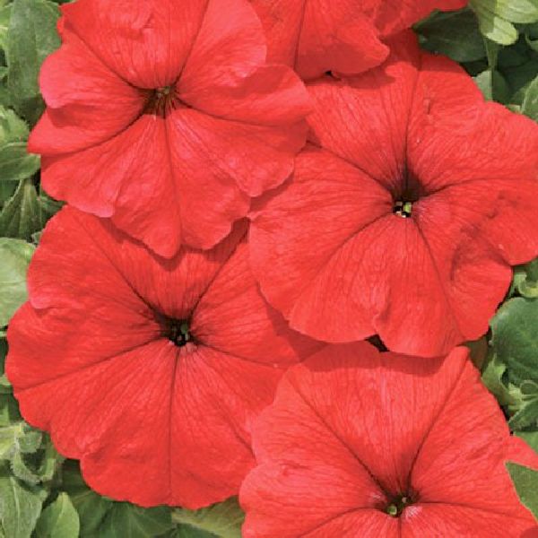 Насіння петунії Маріка F1 /500 насінин (драже)/ *Cerny*