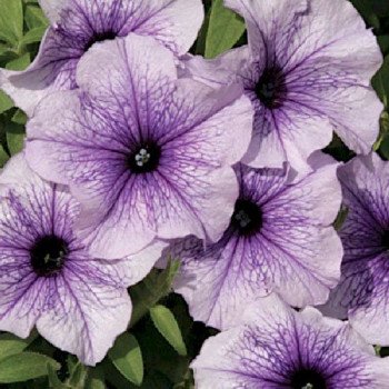 Петунія Нора F1 /500 насінин (драже)/ *Cerny*