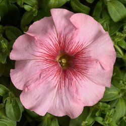 Петунія Гало F1 лососева (salmon) /200 насінин (драже)/ *Cerny*