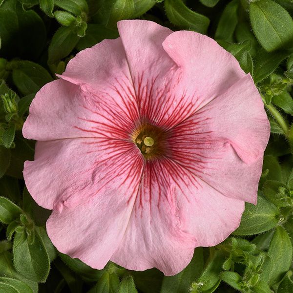 Насіння петунії Гало F1 лососева (salmon) /200 насінин (драже)/ *Cerny*