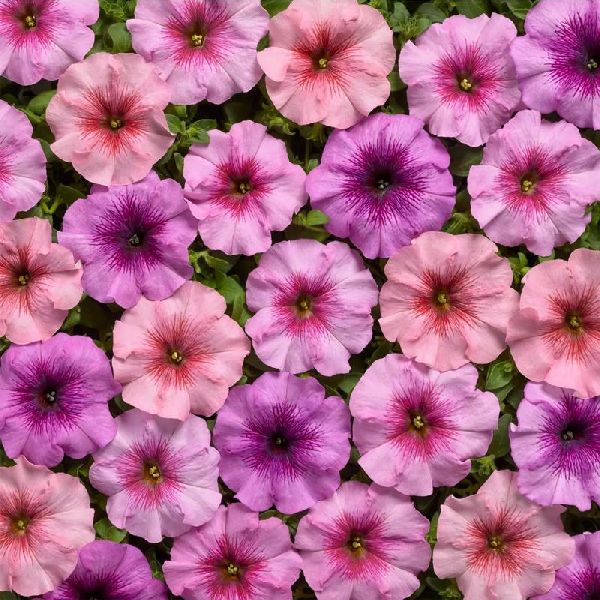 Насіння петунії Гало F1 суміш (mix) /200 насінин (драже)/ *Cerny*