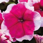 Петунія Мамбо F1 рожеве пікоті (rose picotee) /1.000 насінин (драже)/ *Hem Genetics*