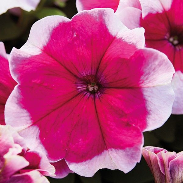 Семена петунии Мамбо F1 розовое пикоти (rose picotee) /1.000 семян (драже)/ *Hem Genetics*