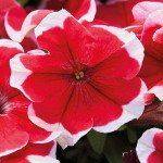 Петунія Мамбо F1 червоне пікоті (red picotee) /1.000 насінин (драже)/ *Hem Genetics*