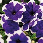 Петуния Мамбо F1 синее пикоти (blue picotee) /1.000 семян (драже)/ *Hem Genetics*