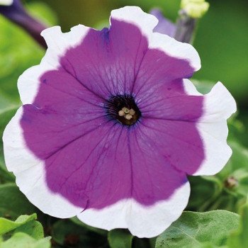 Петунія Мамбо F1 фіолетове пікоті (violet picotee) /1.000 насінин (драже)/ *Hem Genetics*