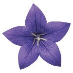 Платикодон Астра F1 синя (blue) /100 насінин/ *Sakata*