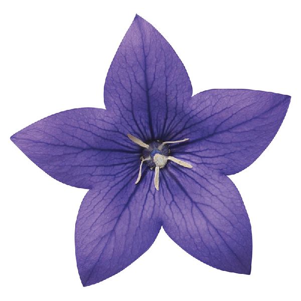 Насіння платикодону Астра F1 синя (blue) /100 насінин/ *Sakata*