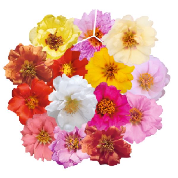 Насіння портулаку Сандіел F1 суміш (mix) /1.000 насінин/ *Benary*