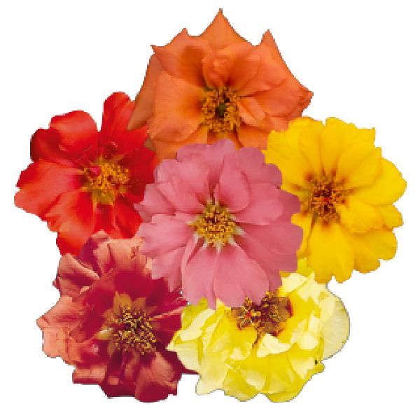 Насіння портулаку Сандіел F1 піач суміш (peach mix) /1.000 насінин/ *Benary*