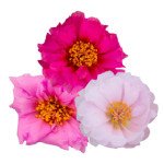 Портулак Сандіел F1 валентайн суміш (valentine mix) /1.000 насінин/ *Benary*